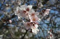 Mandelblüte